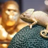 KARE Deko Dose Chameleon 34
