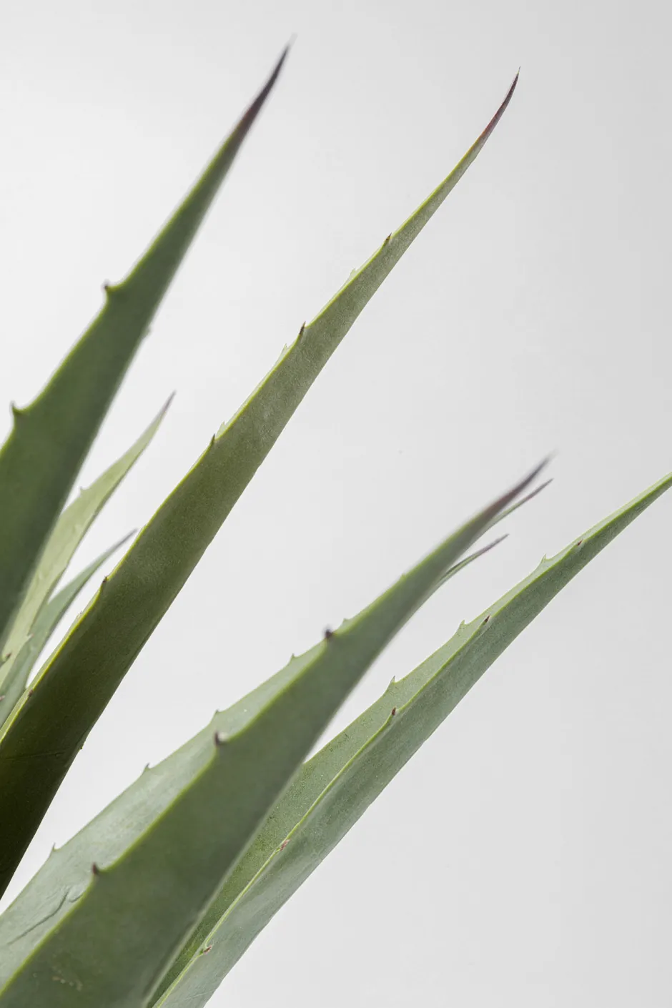 KARE Deko Pflanze Agave 85cm