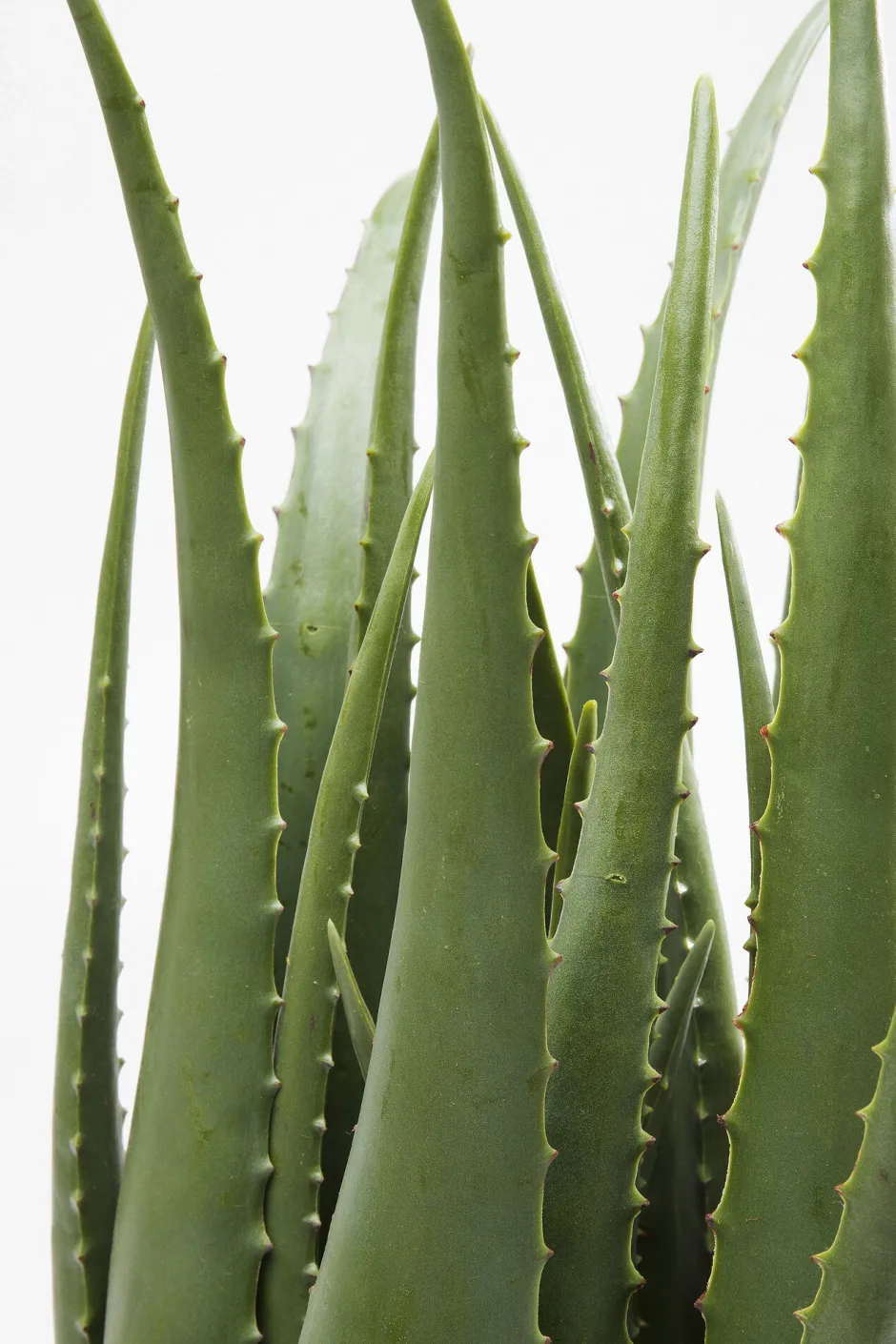 KARE Deko Pflanze Aloe 69cm