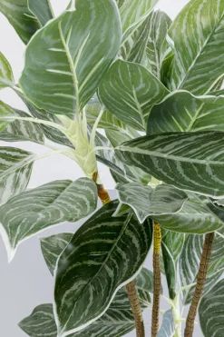 KARE Deko Pflanze Calathea 140cm
