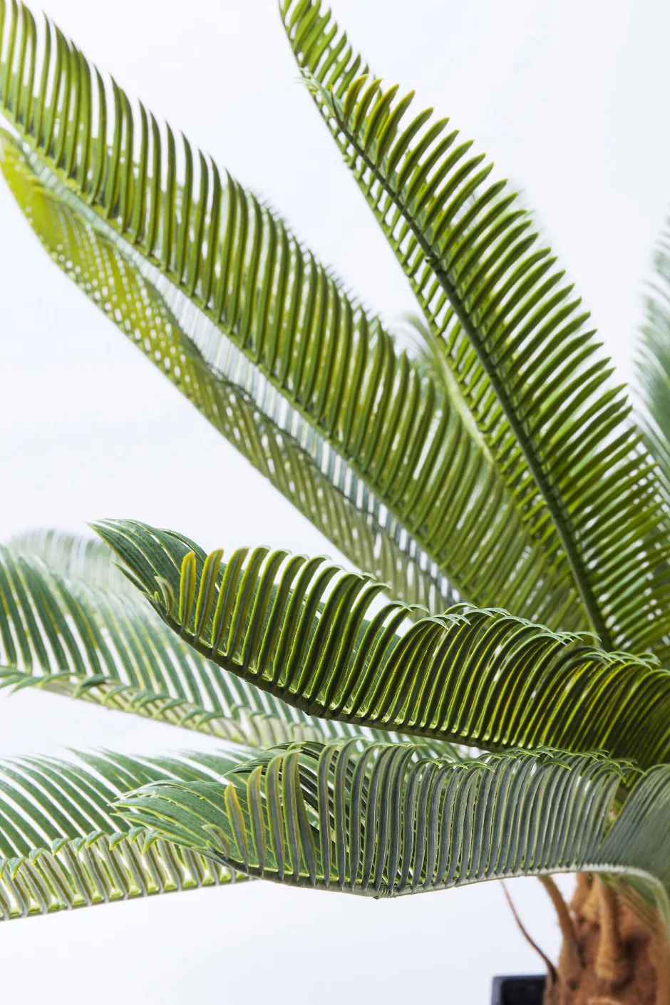 KARE Deko Pflanze Cycas Tree 78cm