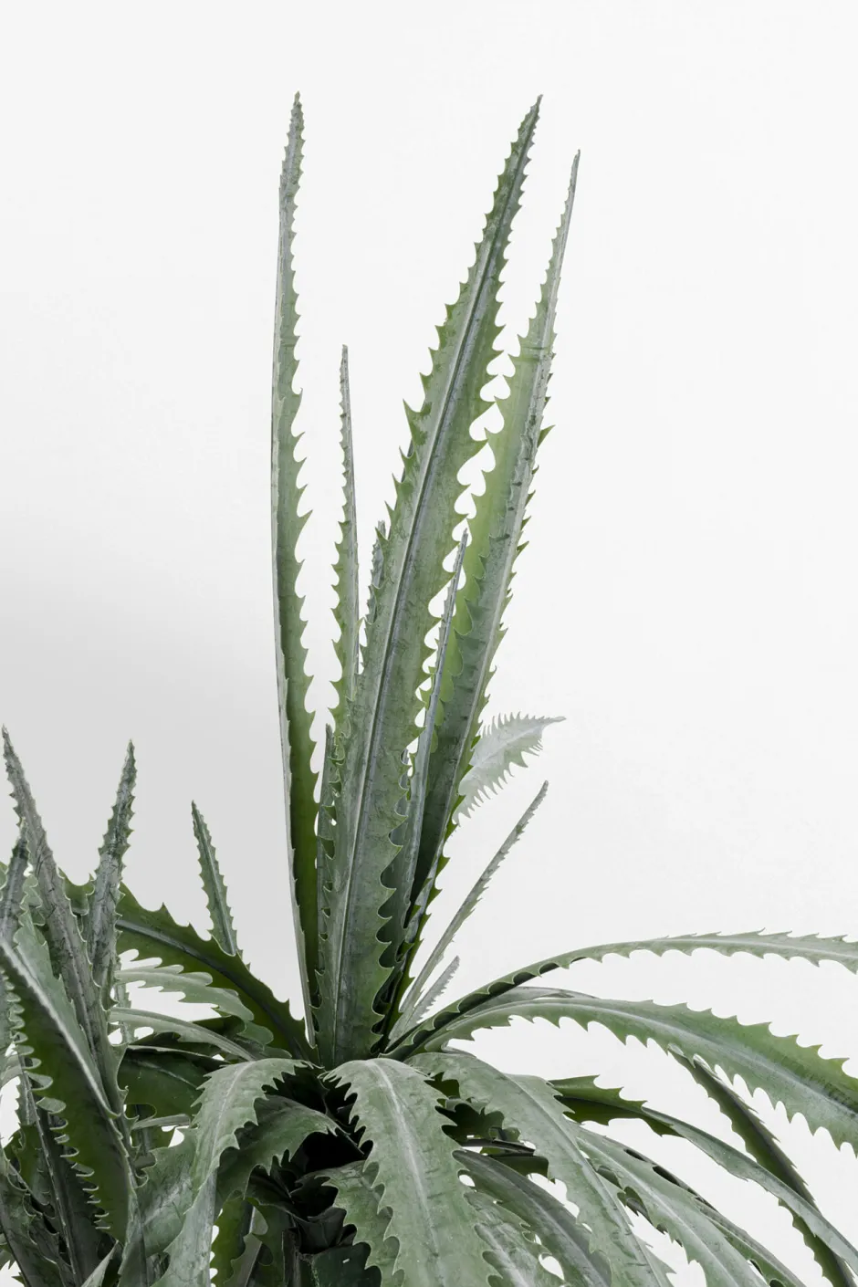 KARE Deko Pflanze Dragon Tree 155cm