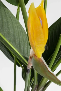 KARE Deko Pflanze Paradise Flowers 190cm