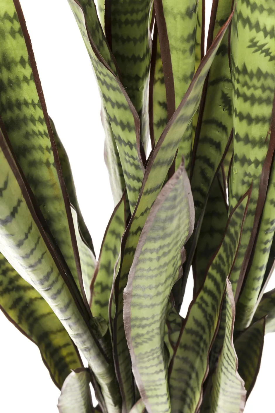 KARE Deko Pflanze Sansewieria 155cm