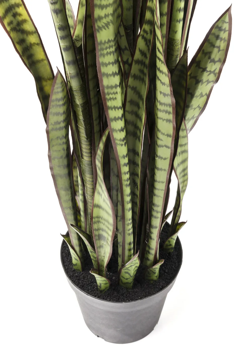 KARE Deko Pflanze Sansewieria 155cm