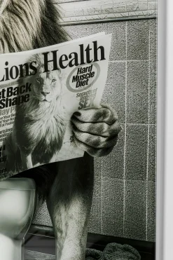 KARE Glasbild Bath Lion 60x80cm