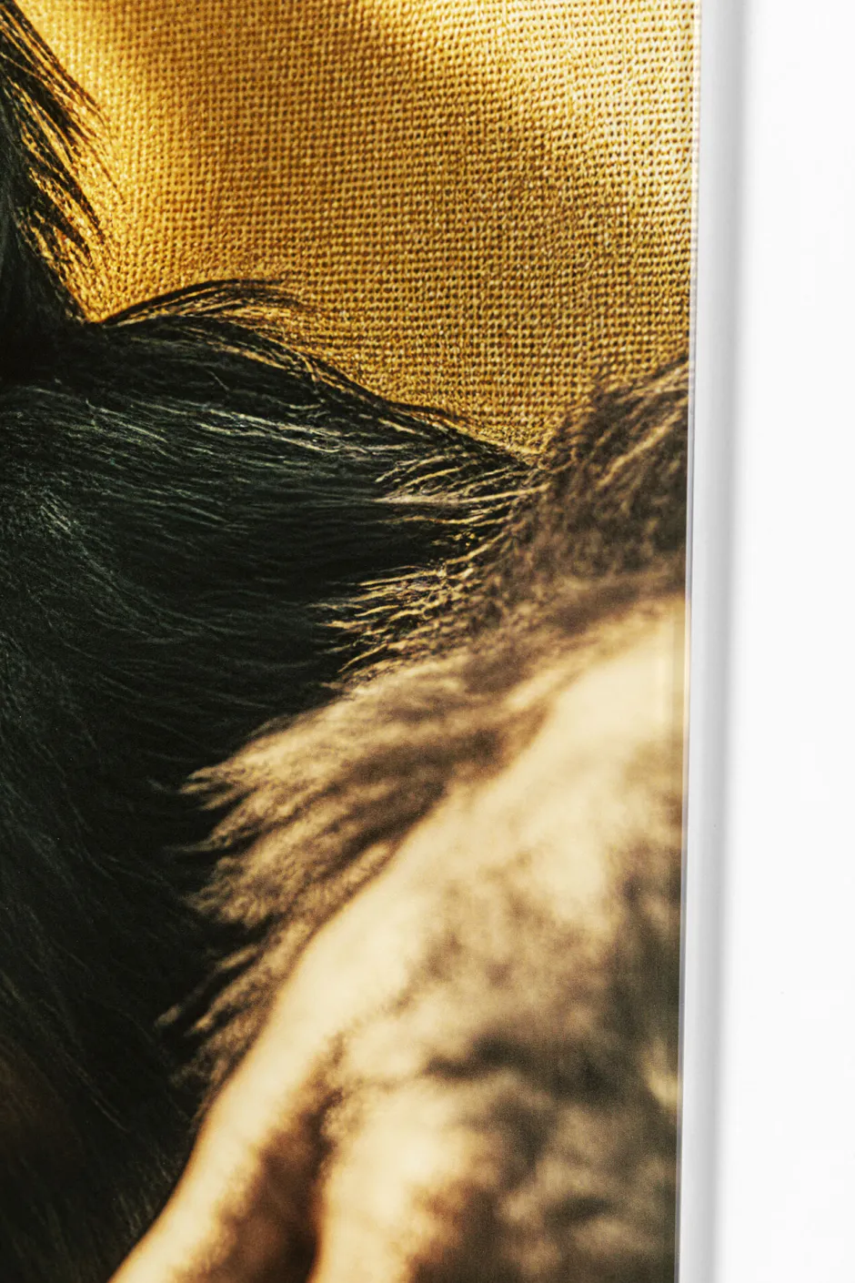 KARE Glasbild Holiday Monkey 80x60cm