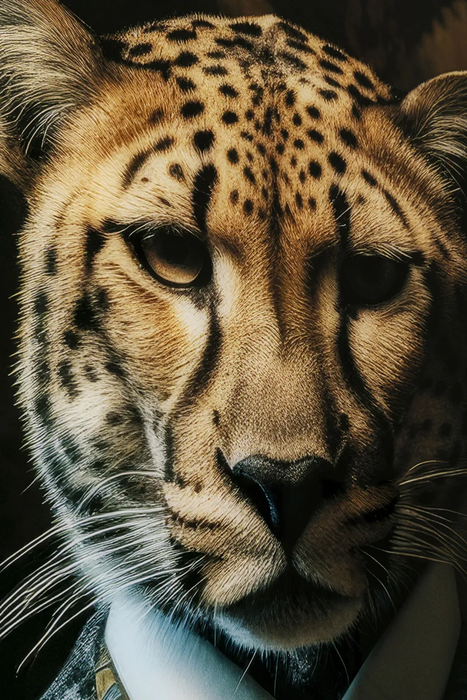 KARE Glasbild Mister Leo 100x150cm