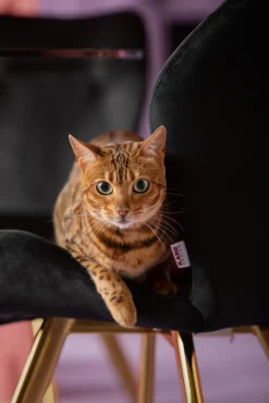 KARE Stuhl Viva Schwarz